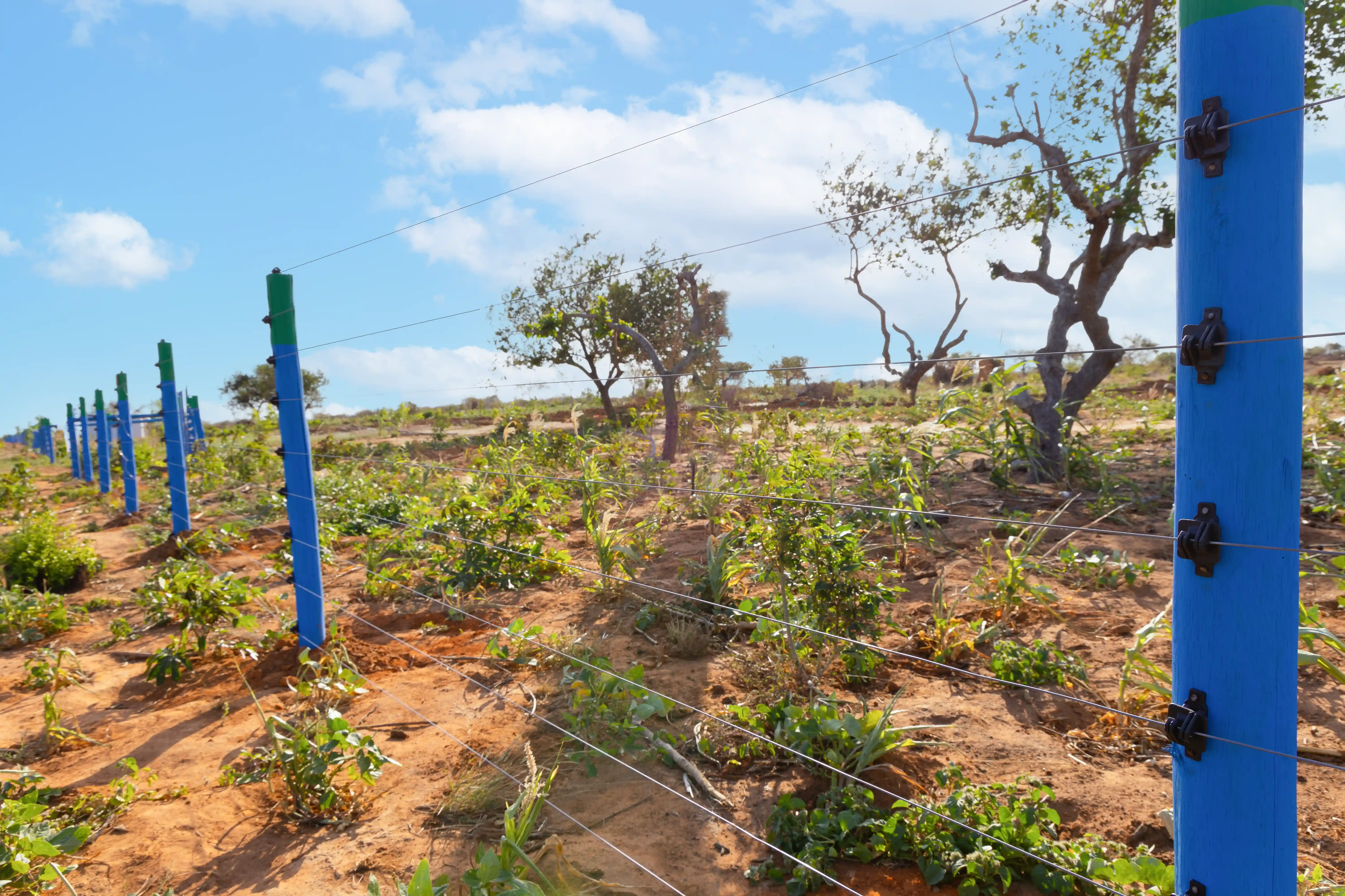 Sayari Gardens Malindi fence 2